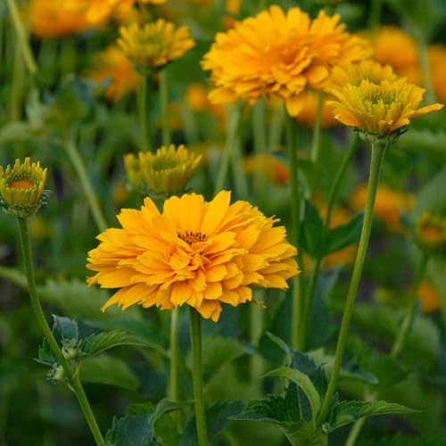 Summer Sun Heliopsis 0.25 Oz Seeds – False Sunflower (Heliopsis scabra), Non-GMO Perennial – Bright Yellow Blooms – 36-72' Tall Cut Flowers – Drought Tolerant – Zones 3-9 – 84-91 Days to Bloom