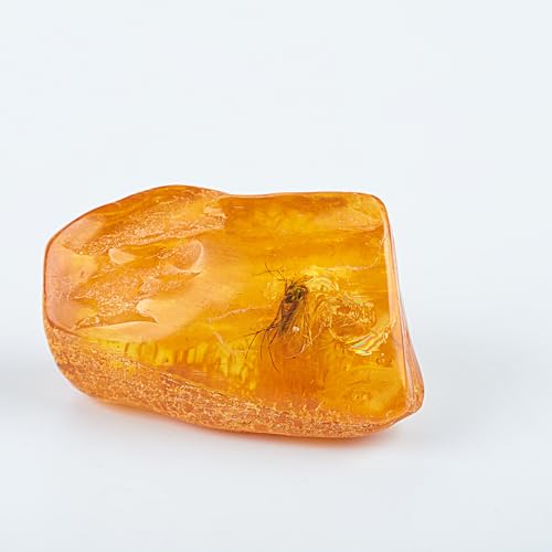 Image of Baltic Amber Natural Fossil Insects,Insects from Millions of Years ago,True Insect Samples-Science Classroom Science Education Animal Specimens (A Amber with Insects Fossils)