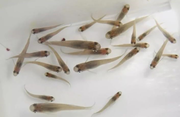 Live Freshwater Mosquito Fish for Pond or Aquarium (Pack of 20) - Consume Mosquito Larvae