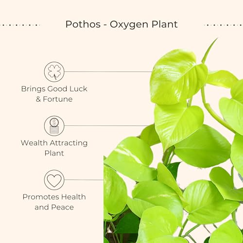 Image of Greenkin Vastu Plants Combo for Home Indoor | Lucky Plants | Feng Shui and Vastu Items