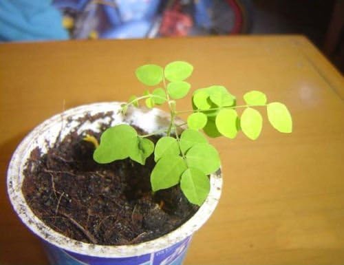 Vista 3 de 20 semillas de frutas amarillas de caramelo Averrhoa