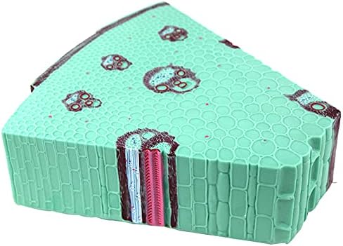 Monocotyledonous Plant Stem Model Dicotyledonous Plant Stem Model, Accurate Scale, Teaching Use, Easy to Observe
