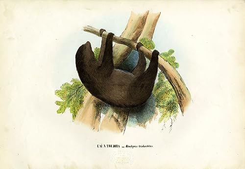Poster Captain Eyre Shaw Carlo Pellegrini pour une déco de bureau rétro