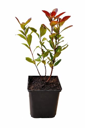 Seedeo Erdbeerbaum (Arbutus unedo) Pflanze ca. 20-30 cm Hoch Immergrün Mediterrane Herkunft
