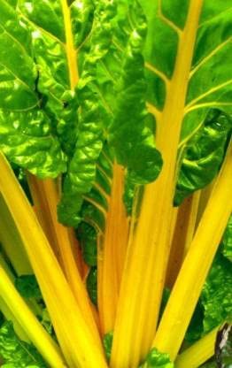 Green World SWISS CHARD BRIGHT YELLOW SEEDS FOR KITCHEN GARDENING (200 seeds) (B09KH8LW28) Amazon Price History, Amazon Price Tracker