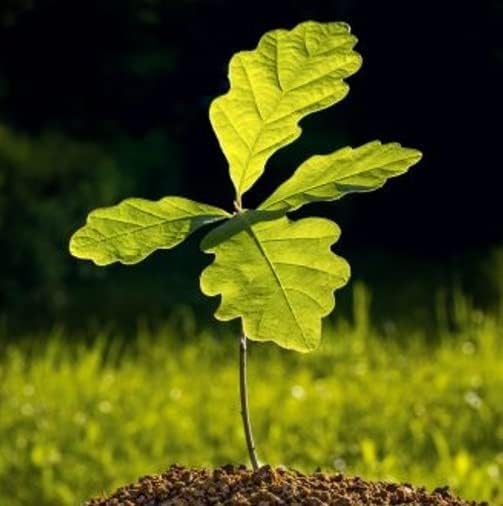 Miniatura 2 de Plántulas de roble negro para plantar  Quercus nigra - Robles para sombra y paisajismo (1 plántula) - No Ship to California