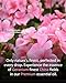 Rose Geranium Essential Oil for Soap Candle Making Laundry Diffuser Scent Oils 4oz