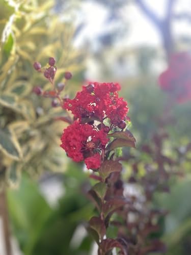 Pianta di Lagerstroemia, vaso 18 Cm - Albero o arbusto ornamentale deciduo