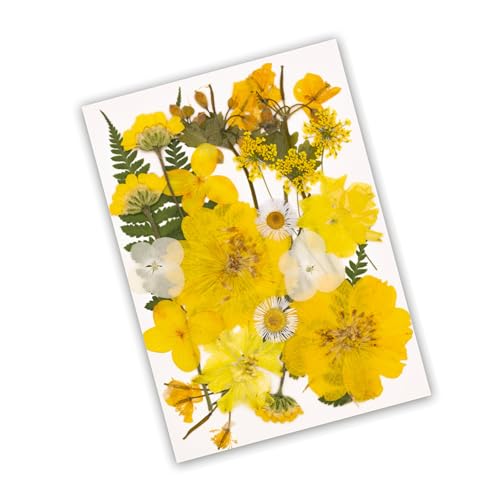 Set artesanal de flores prensadas secas para decoración miniatura 1