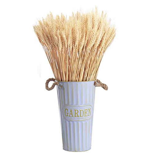 100 unidades de 40 cm de picos de trigo secados naturalmente flores secas naturais para lareira, casa, cozinha, mesa de igreja, casamento, branco
