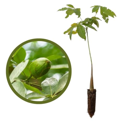 Ouro Verde, 2 Mudas de Castanheira-da-praia - Pachira glabra