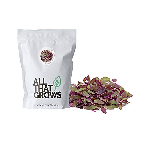 AllThatGrows Red Amaranthus Microgreens Seeds - 100gm Pack (B072M7KNGB) Amazon Price History, Amazon Price Tracker