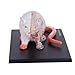 Imagen de Modelo Anatómico 4D Anatomía De La Rata En Blanco Y Negro Modelo De Órgano Óseo Visceral Enseñanza De Medicina Veterinaria Equipo Ensamblado Extraíble 32 Piezas
