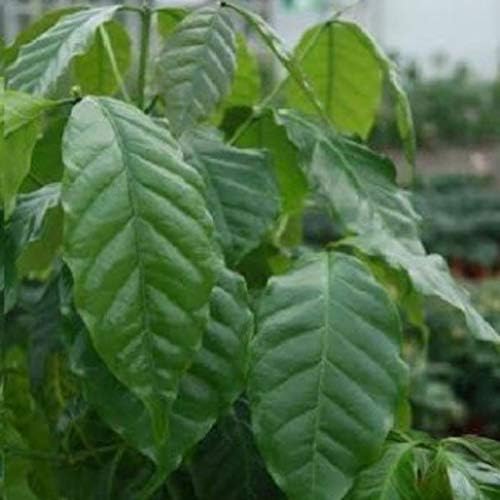 Coffee Bean Plant Seeds - Jamaica Blue Mountain - Rare Coffee Bean - 50 Seeds/Bag, 100 Seeds/Bag