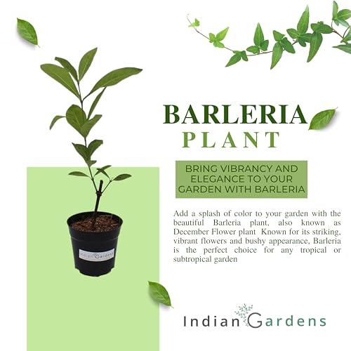 Image of Indian Gardens - Purple Colour Barleria cristata /Decemeber flower plant with 6 inch Black Pot