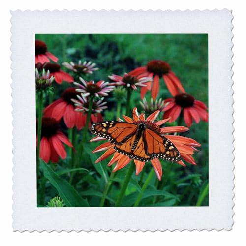 10x10 inch Quilt Square - Photograph of a Male Monarch Butterfly on an Orange coneflower. Stamp City - Insects and Flowers