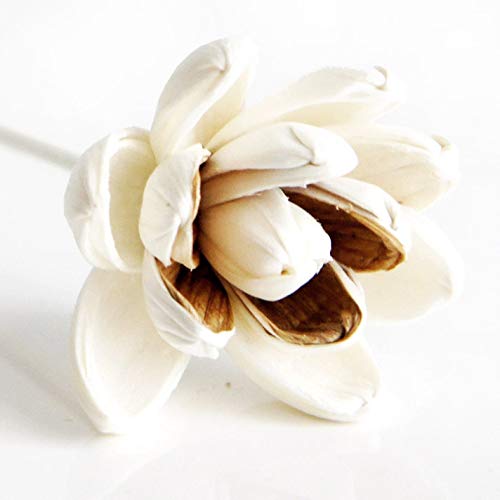 10 Magnolia 2 Tone Design Sola Flower for Aroma Diffuser by Plawanature