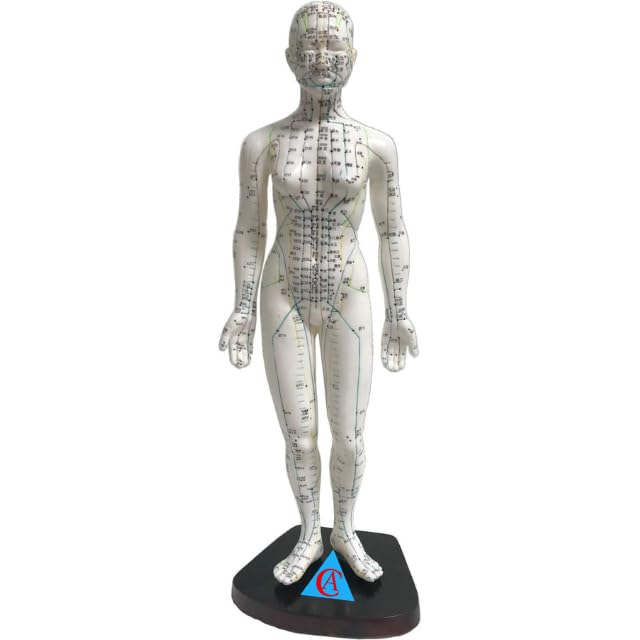 CHOUDHARY ACUPRESSURE Acupuncture Female Acupuncture Model 48cm with English Points Acupuncture Model Human Body