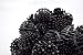 EasyPro BB05 Bio-Balls with Mesh Media Bag | 200 Count | Plastic Filter Media for Biological Filtration | 1 1/2″ in Diameter | Durable and Lightweight | Easy to Clean and Reuse