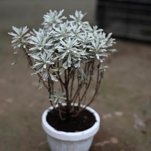 Image of Live English Lavender Plant with Pot | Lavandula Good Luck Decorative Herbal Plant | Fragrant Outdoor & Indoor Flowering Plant for Home Garden, Balcony & Terrace