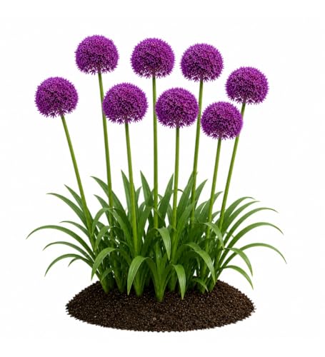 Votaniki Purple Sensation Allium Flower Bulbs Violet Globe Blooms for Spring Gardens Pollinator Friendly Ornamental Onion Cut Flower Borders Deer Resistant Planting (10 Pack)
