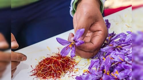 Image of Saffron Flower Bulbs /Crocus Sativus /Pack of 10, Indoor & Outdoor Planting, Kesar Bulbs for Home Garden
