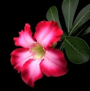 Miniatura 2 de "Desert Rose – Planta Maceta Natural Bonsai – Adenium obesum – 3"