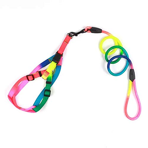 colourful dog harness