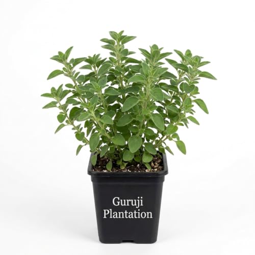 Guruji Plantation Oregano (Italian Herb) Herbal Culinary Aromatic...