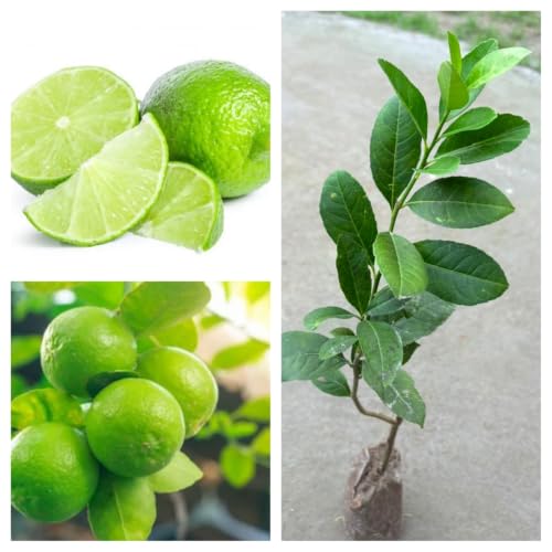 Image of kagzi lemon fruit plant outdoor garden live organic helthy all time Pack of 1 hybrid tree