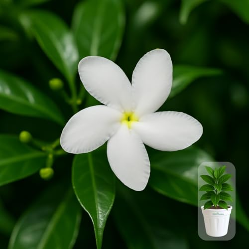 Indian gardens - Nanthiyavattai | Nerium Jasmine | Crape jasmine | Pinwheel Flower | Outdoor Live plants (Star, 6 Inch White)
