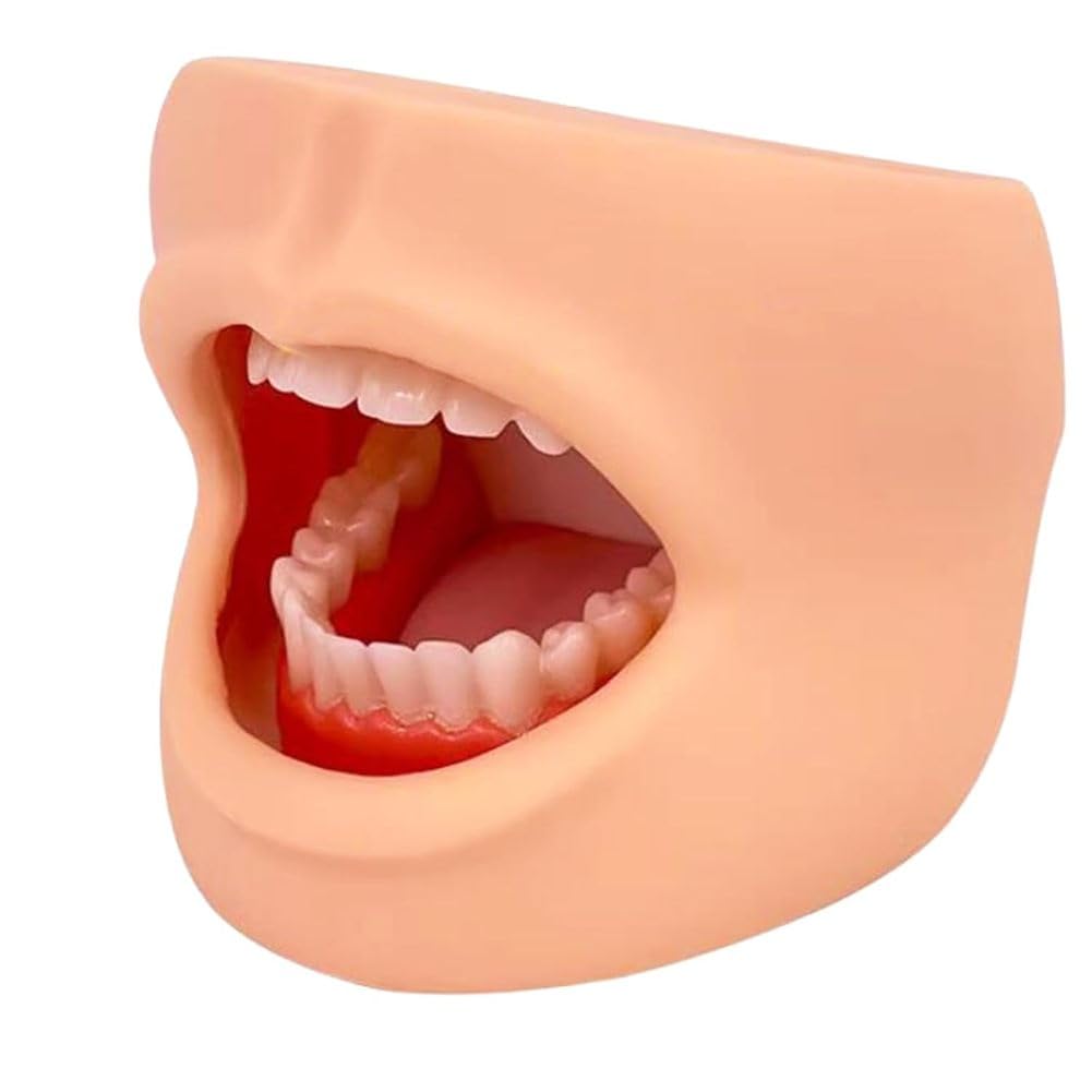 Modello di cura dentale per denti e lingua, strumento didattico per la salute dentale delle guance, modello dimostrativo per l'educazione all'igiene orale