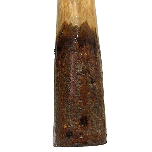 Eucalyptus Yellowbox Didgeridoo, Bark Bell, Beeswax Mouthpiece - 52" Long - Key Of C To E #TOP2