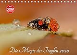 Die Magie der Tropfen 2020 (Tischkalender 2020 DIN A5 quer): Die magische Welt der Insekten mit den glitzernden Wasserperlen. (Geburtstagskalender, 14 Seiten ) (CALVENDO Tiere) - Anna Kropf