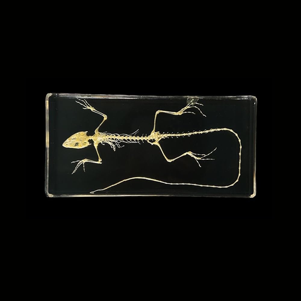 Authentic Skeleton Specimen in Acrylic Block - Educational Display for Science Classrooms, Curio Collection,and Unique Gift Idea (Bird Skeleton)
