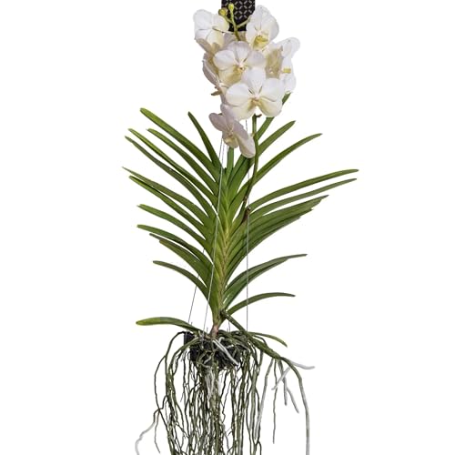 Plant in a Box - Orchidée Vanda - Blanc - L - Hauteur 60cm