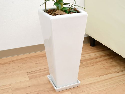 Amazon｜ガジュマル 一本立ち ロングスクエア陶器鉢植え 7号 選べる