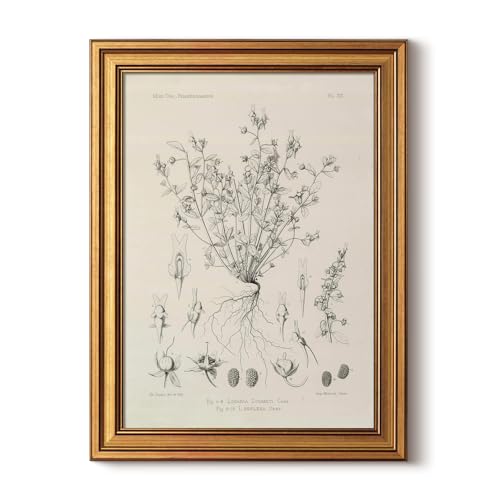 Image of HUARCEY Gold Framed Vintage Wall Art for Living Room, Flowers Painting Prints Shelf Decor for Kitchen, Aesthetic Bedroom Wall Art, Best Gifts for Friends or Family - Veronica biloba 16L x 12W
