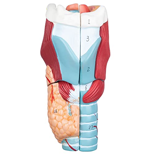 Image of Larynx Model - Anatomically Accurate Throat Model 2X Enlarged Pharynx Model Scientific Anatomy Model of Human Larynx