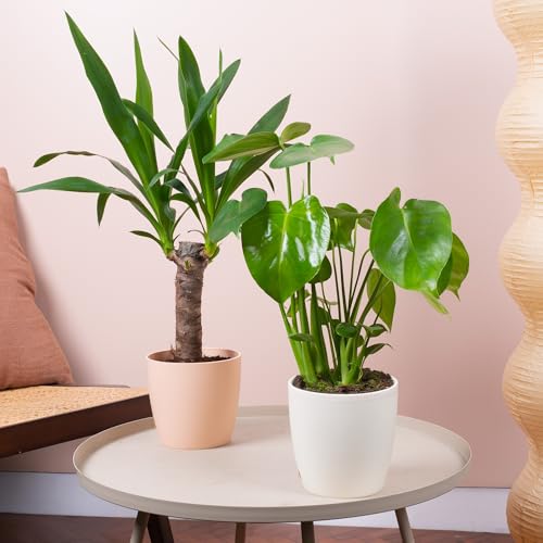 2 x Indoor House Plant Bundle - Pair of Monstera and Yucca Natural Plants - Plant Mix Featuring Swiss Cheese Split-Leaf Philodendron and Spineless Yucca Large Real Indoor Plants