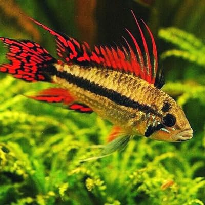 Apistogramma Cacatuoides Double Red (Packs of 2) - Live Fish for Aquarium - Exotic Freshwater Live...