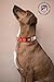 Atletico de Madrid CL-20L-ATL Collar para Perro, Talla L
