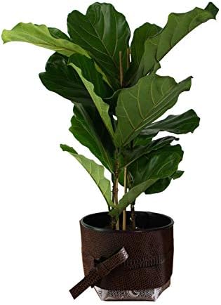 Live Ficus Lyrata - Fiddle Leaf Fig Tree - Ficus - Great Indoor Tree - Easy - Fit 1 Gallon Pot