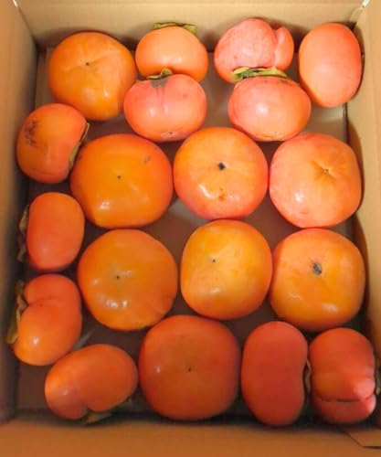 Ĥق xL` ` 󂠂 a̎RY 4.5kg  Ε` Yn (󂠂 4.5kg)