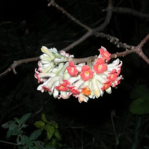 semillas de plantas de edgeworthia, semillas de árboles bonsais de jardin flores de árbol ornamental, flores semillas perenne plantas de cobertura semillas de flores, macizo 10pcs
