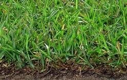 The Dirty Gardener Centipede Grass Seed, 1 Pound