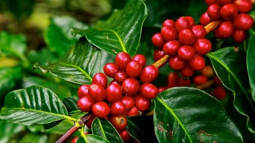 Malnad Bold Café en grano tostado medio 12 oz miniatura 6