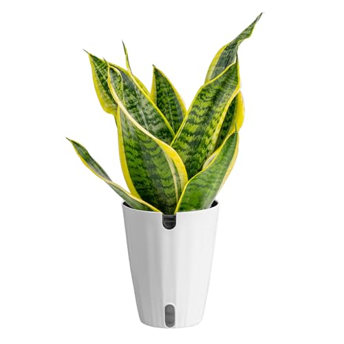Costa Farms Snake Plant Live Indoor Houseplant in...