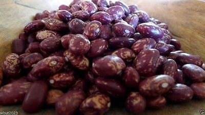 Frijol rojo Cargamanto Aka frijol cargamanto rojo -50 Semilla, reliquia colombiana