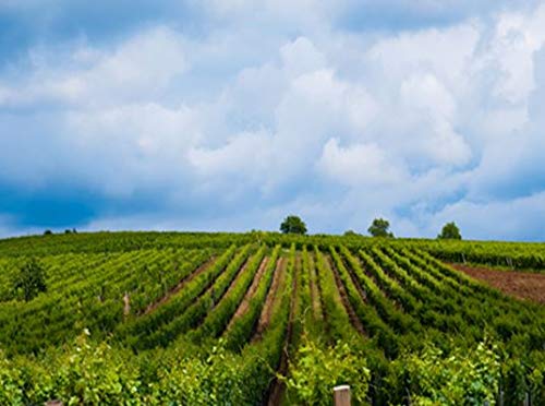 フライシャー リースリング 750ml